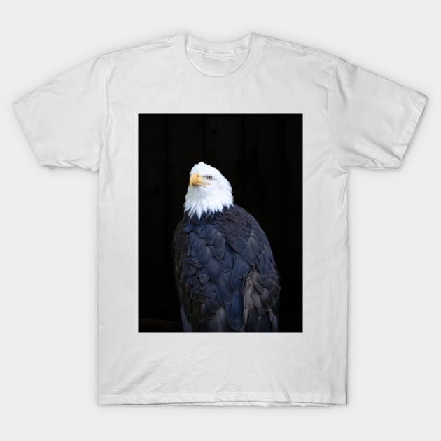 Bald eagle portrait T-Shirt by brians101